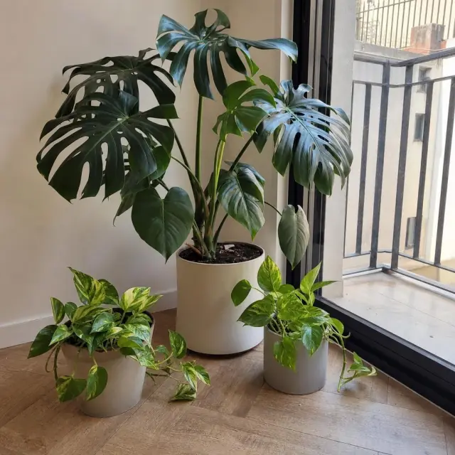 Monstera grande en maceta
